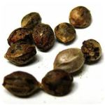 Семена марихуаны АК-47  (Seeds AK-47) в Богородске